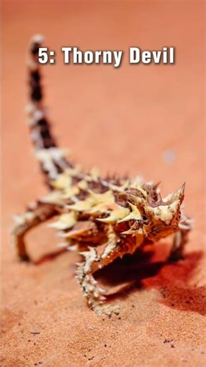 Top 10 Strangest Animals You Won’t Believe Exist” #facts #animals #shorts ngày 15 tháng 4, 2026