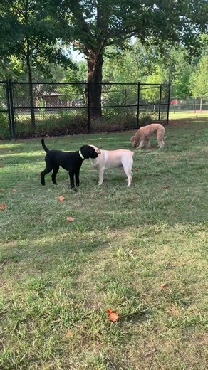 Chase playing with other dogs