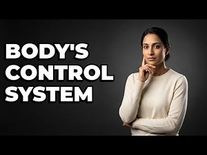 How Do Hormones Maintain Homeostasis Via Negative Feedback?