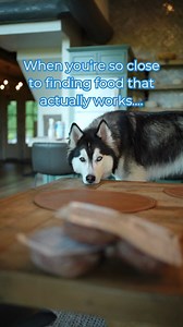 Every pet parent knows the moment when things just CLICK. Better energy, better digestion, happier mealtime. For so many dogs and cats, that feeling comes when they finally eat a fresh, raw diet that aligns with their biology. Thinking about making the switch? We’re here to help you find what works. #rawfeeding #rawdiet #rawpetfood #rawdogfood #rawfeedingcommunity #rawfeddogs #speciesappropriate #caninenutrition #petnutrition #healthypet #whatsinyourbowl #feedreal #barfdiet #poweredbyraw | Darwi