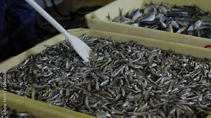 Worker stiring with paddle fish in salt water. Fish Processing Plant at modern factory. Putting salt on fish container