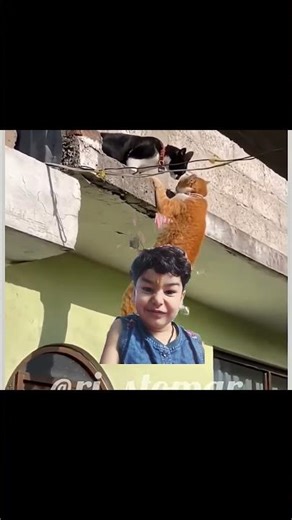 cat hanging on wire #shortsfeed