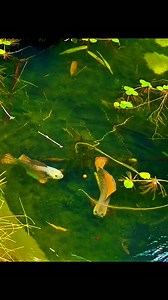 GAGAL BREEDING ‼️ nah ini penyebab gagal Breed wkwk ✌🏼🤣 #trendingreels #reels #channa #channabarca #pulchra | Elquatic Id