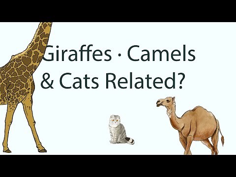 WOW! The Surprising Similarities Between Cats, Giraffes, and Camels