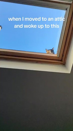 499K views · 10K reactions | The Cat Butler - UK on Reels | Facebook