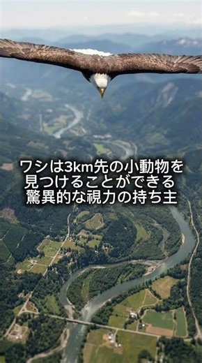 ワシの視力は人間の8倍！？3km先の獲物を見つける驚異の目 #雑学 #shorts