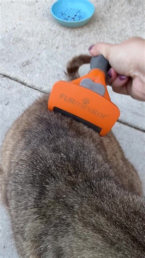 We love the @Official FURminator !! #fur #furminator #cat | cat