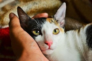 Can Cats Sense Our Emotions? - Emotional Sensitivity of Cats