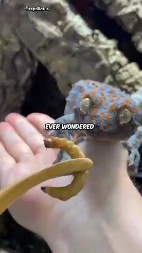5.5K views · 61 reactions | Why Geckos Never Get Wet #shorts #facts | FunFact | Facebook