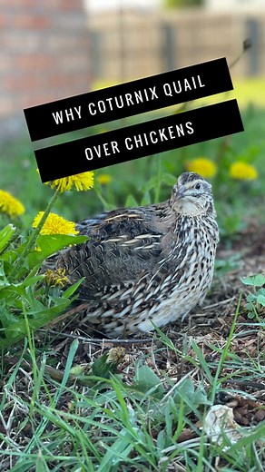 Chickens didn’t fit our space—so we chose Coturnix quail 🐣 Quiet, fast-growing, and perfect for small backyards. We get daily eggs, homegrown meat, and zero noise complaints 🙌 If you’re dreaming of self-sufficiency in a small space, quail might be your answer.#CoturnixQuail #UrbanHomesteading #BackyardQuail #TinyButMighty #HomesteadLife #SelfSufficientLiving #HOAfriendly #SmallSpaceFarming #MadeNewFarmstead #QuailEggs #RaisingQuail #HomesteadInTheCity #GrowYourOwnFood | Made New Farmstead