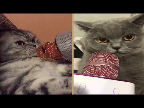 Cute Cats Meowing Into Karaoke Microphone