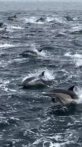 On Friday, we were incredibly fortunate to witness a pod of Common Dolphins stampeding for over 30 minutes! We may never know exactly when or why a group of dolphins decides to exhibit this behavior, but one thing is certain: it’s always a favorite among both our crew and passengers. -MS • • • • (📸 Matt Stumpf 1.3.2025) • • • • #commondolphin #dolphins #dolphin #dolphinwatching #dolphinswimming #cutedolphins #wildandfree #dolphinlove #dolphinlovers #splash #makeasplash #discoverwildlife #wildli
