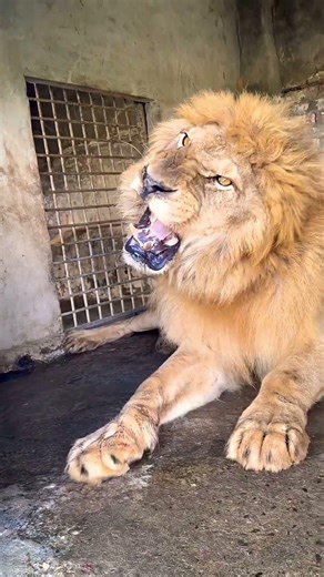 Angry Hungry Lion Attacks Zookeeper 😳 Then Something Crazy Happened! 🐔🔥