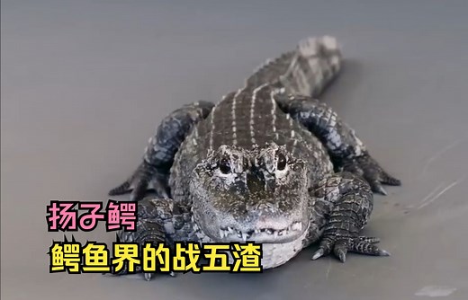 鳄鱼界的战五渣，扬子鳄！曾经被认为是害虫差点灭绝