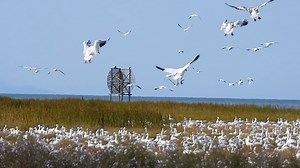 I miss the snowgeese and the Dunlin, the cacophony of noise, the wing beats of trumpeter swans - the hundreds of bald eagles - the massive flocks of migratory birds that fill our skies like dark clouds of drifting sky-rivers in winter - I guess this is what’s called summertime sadness 😄 I’m a winter person… I know it’s the first days of summer and I’m loving all the baby birds but I can’t wait for winter to return ❄️🖤❄️ what season is your favourite? #birdwatching #snowgeese #migratorybirds #m