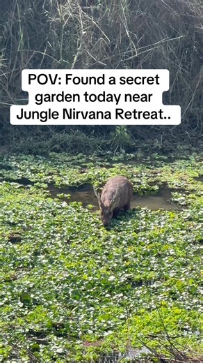 Discovering a Secret Garden at Jungle Nirvana Retreat