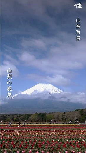 山中湖花の都公園①春から初夏への絶景！2026｜Mount Fuji and a riot of flowers