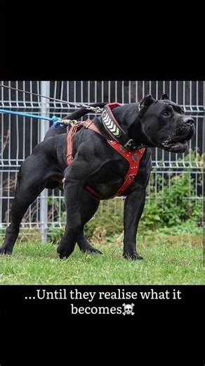 Cane corso is not for everyone 🦍🔥☠️🐾
