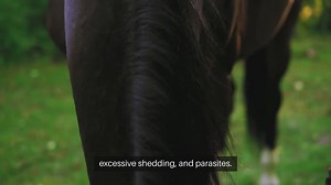 Rabbit Grooming Tools