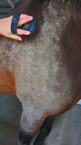 2K views · 20 reactions | Discover the Best Curry Comb for Your Horse...
