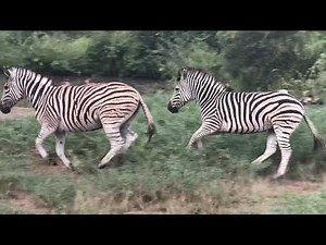 Wild Dogs Vs Zebra