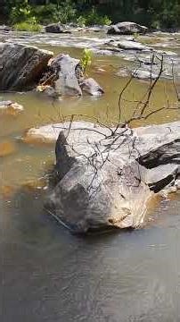 What Changed? Species Loss in Alabama’s Shoal Bass Streams (Part 3)