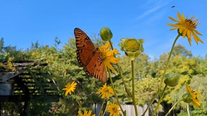 🦋 This gulf fritillary sure is beautiful! See how different it looks when its wings are open, versus closed. These butterflies have a neat defense: they release bad smelling chemicals when predators come along. Who wants to eat something that smells so bad?! Video Credit: Deb Davis | Mississippi Museum of Natural Science