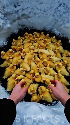 कुएं में इतने सारे क्या पड़े मिले 😍🤩