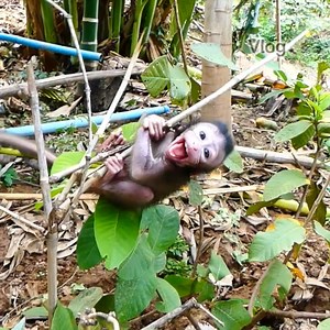 164K views · 506 reactions | Shocking scare! Poor baby monkey shout crying seizure scare falling down with hard hug small branch tree. | Vlog Monkey | Facebook