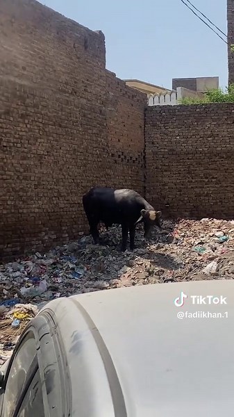 Exploring the Peshawar Cow Mandi Experience
