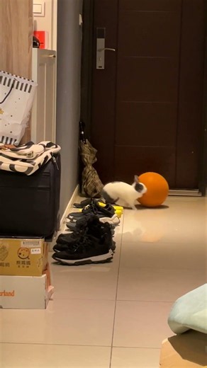 喜歡玩籃球🏀的米菲🐰兔