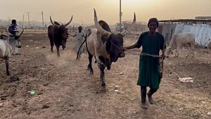 Red Bororo Bulls available for purchase.1 million each #redbororo #diedielivestockmarket #breeding #cattle #crossbreeds #sustainableagriculture | Abdullahi Osuwa