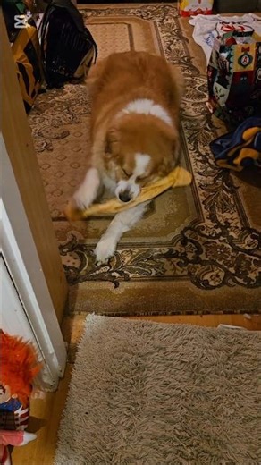Cute Dog Has Trouble With Big Bone #dog #doglife #doglove