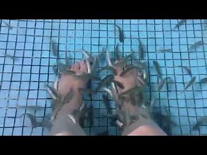 Foot Spa! Fish eating dead skin off our feet. Fish pedicure!
