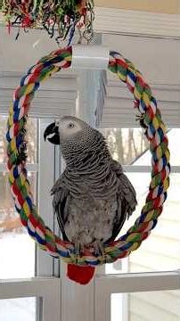 Symon the talking parrot is a chatty girl💕This afternoon🦜Please Sub❤️#funny #parrot #talk #bird