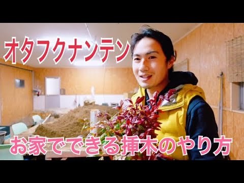 Increase germination rate!! How to grow Otafuku Nandina!!