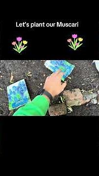 🎥 ✅ 💙 Let’s Plant Muscari 🌿 | Easy Step-by-Step Guide to Grow Beautiful Grape Hyacinths! | #Shorts