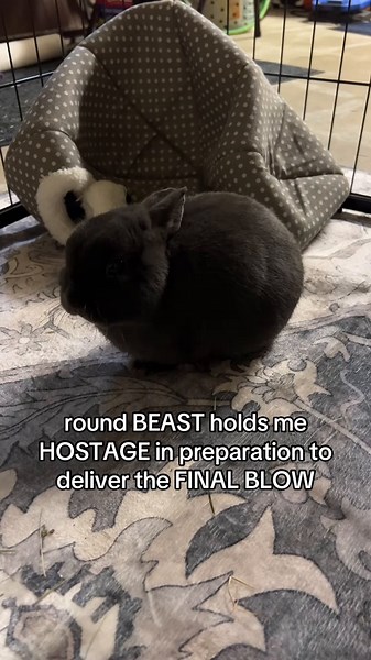 Evil Bunny Saga: Surviving the Final Blow