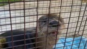 Nutria ataca a un perro y a una persona en Jupiter, Florida