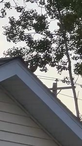 3K views · 104 reactions | This baby robin was getting encouragement from mom for its first flight. Video Courtesy: Bob and Kim Tilton of Cheboygan The National Weather Desk | Joe Charlevoix | Facebook