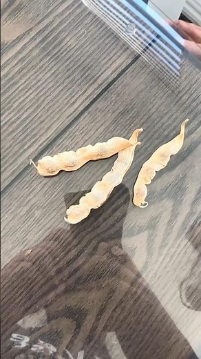 Harvest And Store Bean Seeds Like A Pro!