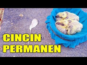 MEMASANG CINCIN PADA PIYIKAN BURUNG DARA # MERPATIKU