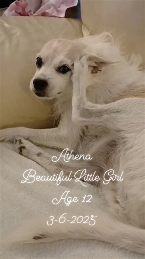 The pictures popped up and I had to make them into a reel. I miss her so much. I didn't have time to grieve, because 4 days later her brother started having seizures. For the next 3 months I fought to keep Ares alive. Then I lost him, too, on 6-6-25, exactly 3 months later. Double the pain. 💔 💔 | Birgit Martinez