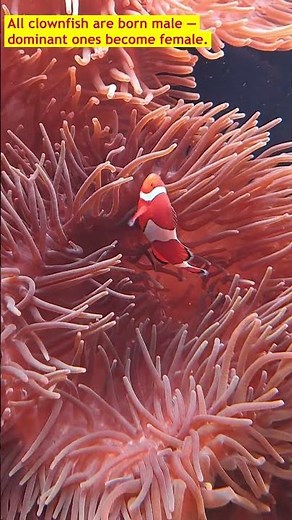 Finding the Real Nemo | Georgia Aquarium | US Travel Diaries | #shortsfeed