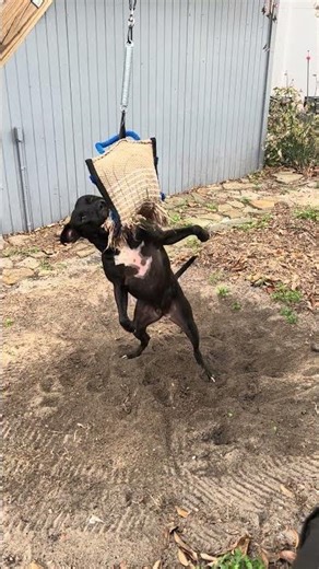 Spring pole with my APBT