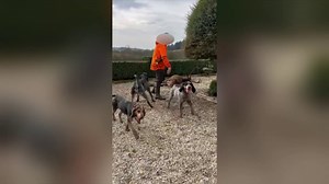 Orne: une enquête ouverte après l'abattage d'un cerf par des chasseurs sur la propriété de Luc Besson