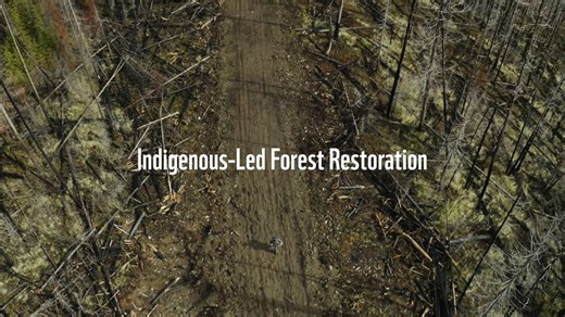 354 reactions · 42 shares | As various parts of Canada recover from this year’s wildfire season — the second-worst on record — we look at what Indigenous-led forest restoration looks like through the work of the Secwépemcul’ecw Restoration and Stewardship Society (SRSS). Let’s listen to Angela Kane, CEO of SRSS, as she dives into what SRSS is doing to restore wildfire impacted forests in Secwépemc traditional territory. | WWF-Canada | Facebook