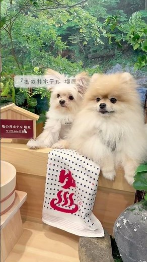動画でめぐる亀の井ホテル｜2025 ハイライト withわんちゃん編 #旅行 #ホテル #犬と旅行