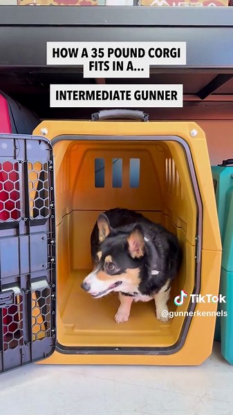Choosing the Right Kennel Size for Your Corgi