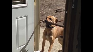 22K views · 264 reactions | It is instintive for dogs to fetch things like sticks, barks and other items to bring them back to the owners! So next time your dog brings you a stick larger than him pat him and say 'good job'! :D #dogsandsticks | Animal Tales | Facebook